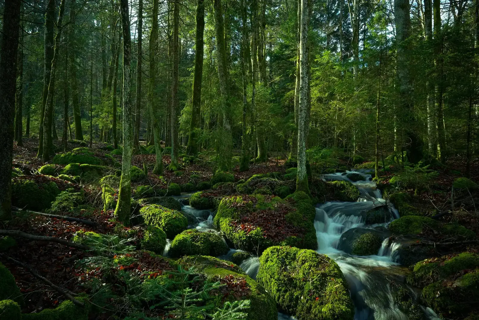 Sonniger Waldbach über moosbewachsenen Steinen im Schwarzwald