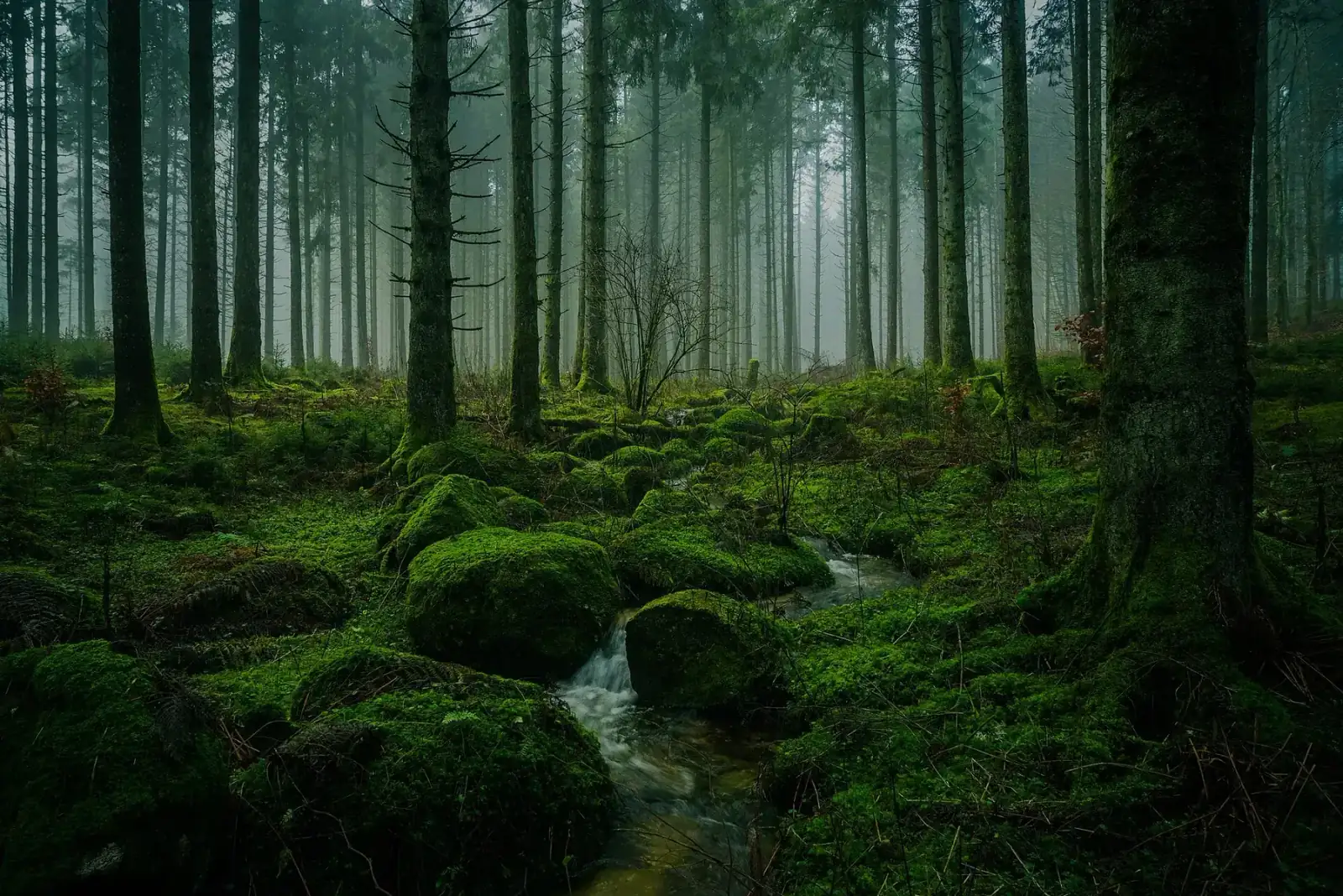 Nebliger Schwarzwald mit kleinem Bachlauf